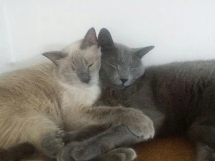 [라온이의 15번째 생일! 15년 압축 돌아보기]_67.webp