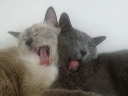 [라온이의 15번째 생일! 15년 압축 돌아보기]_68.webp