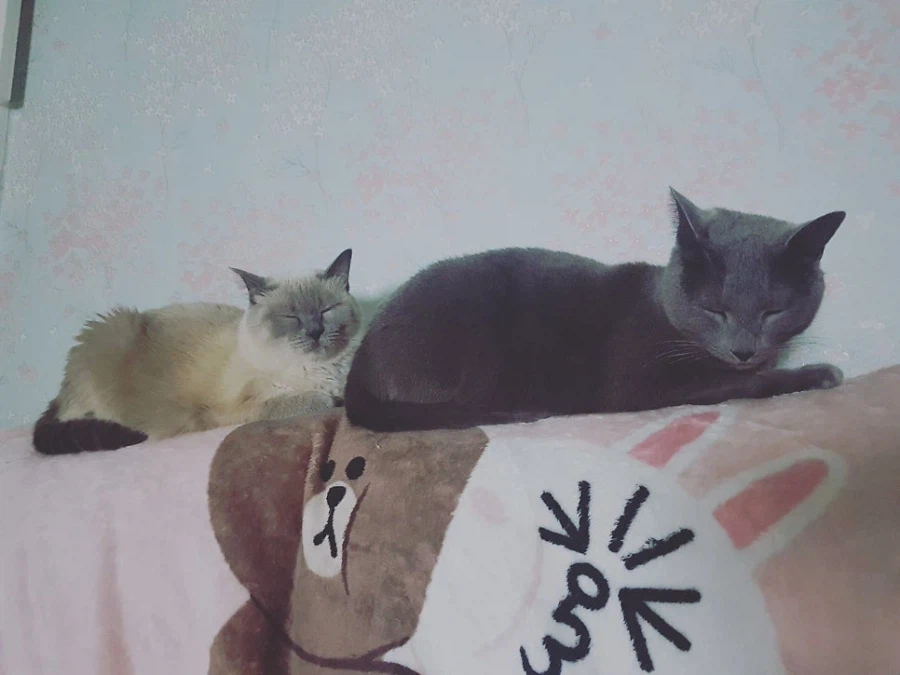 [라온이의 15번째 생일! 15년 압축 돌아보기]_86.webp