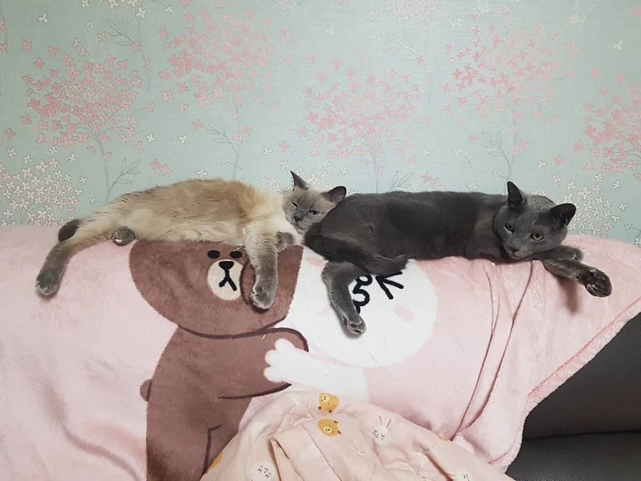 [라온이의 15번째 생일! 15년 압축 돌아보기]_87.webp