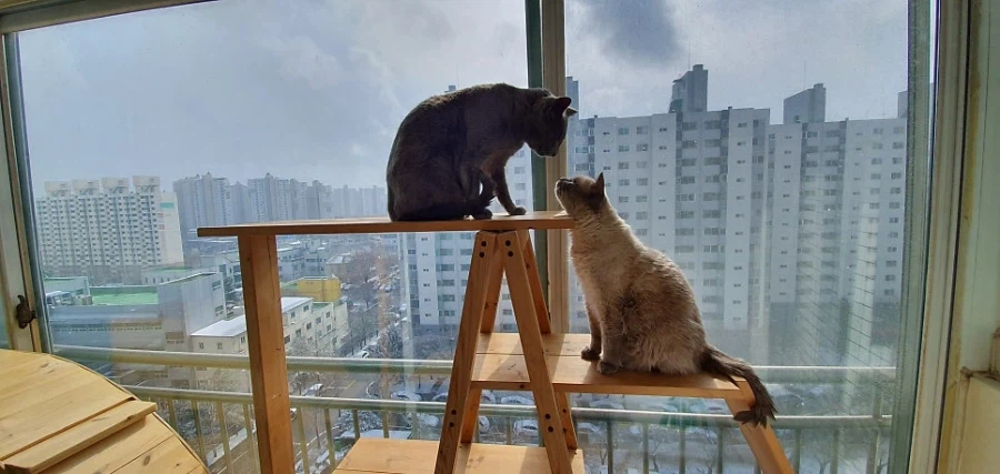 [라온이의 15번째 생일! 15년 압축 돌아보기]_91.webp