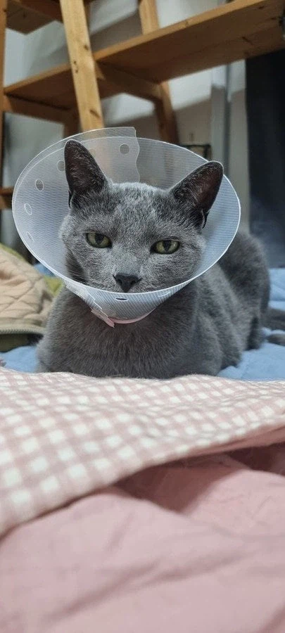 [라온이의 15번째 생일! 15년 압축 돌아보기]_102.webp