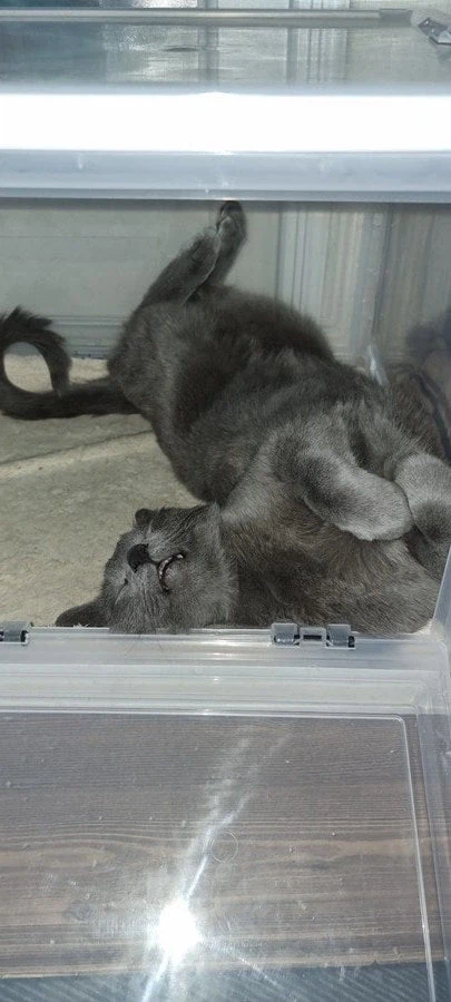 [라온이의 15번째 생일! 15년 압축 돌아보기]_107.webp