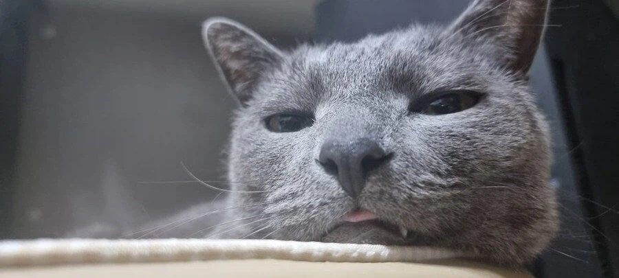 [라온이의 15번째 생일! 15년 압축 돌아보기]_110.webp