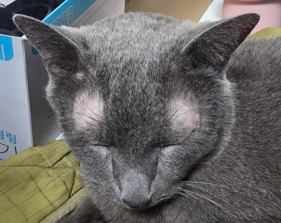 [라온이의 15번째 생일! 15년 압축 돌아보기]_126.webp