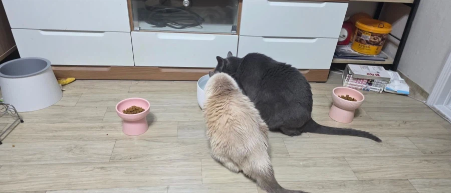 [라온이의 15번째 생일! 15년 압축 돌아보기]_133.webp