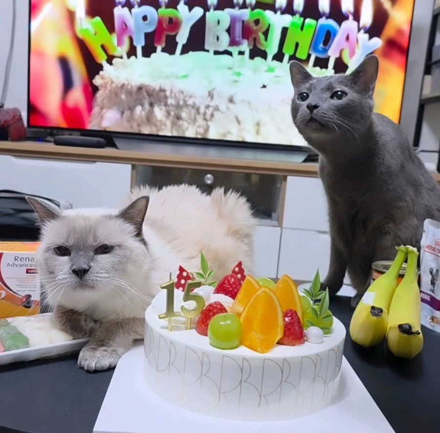 [라온이의 15번째 생일! 15년 압축 돌아보기]_135.webp