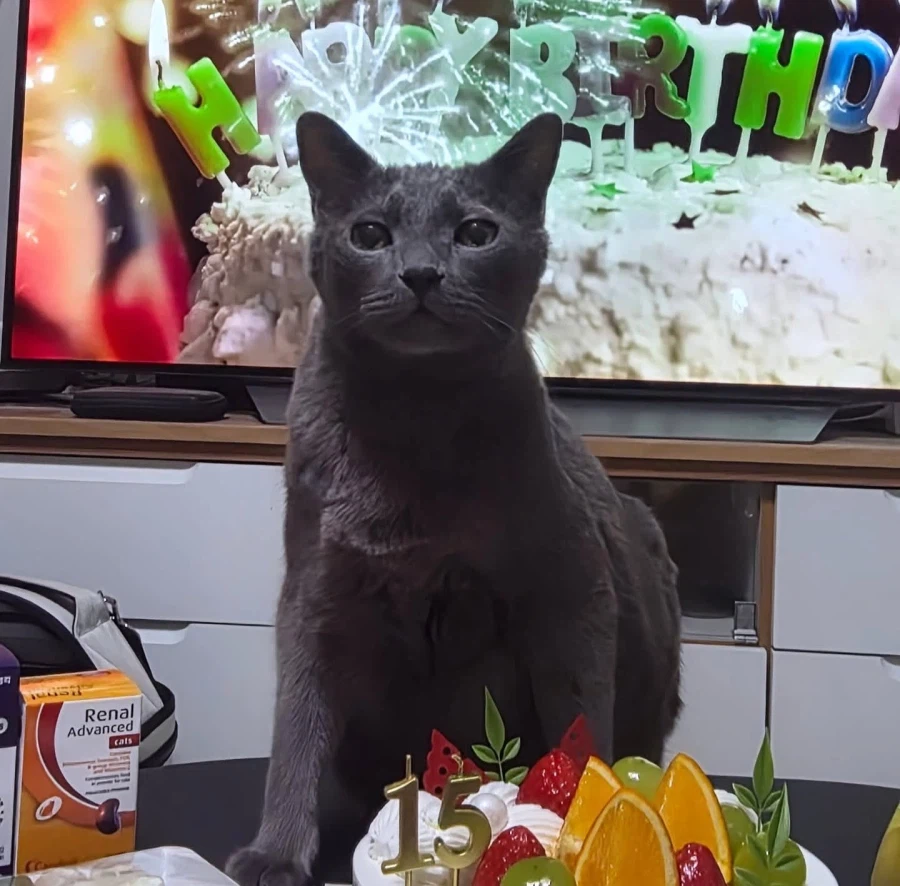 [라온이의 15번째 생일! 15년 압축 돌아보기]_138.webp