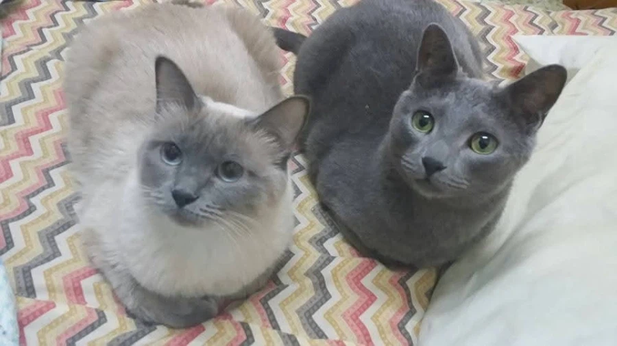 [라온이의 15번째 생일! 15년 압축 돌아보기]_140.webp