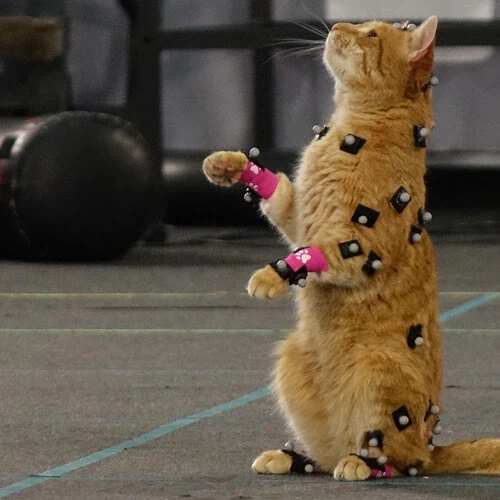 게임 모션캡쳐 배우 논란_2.webp