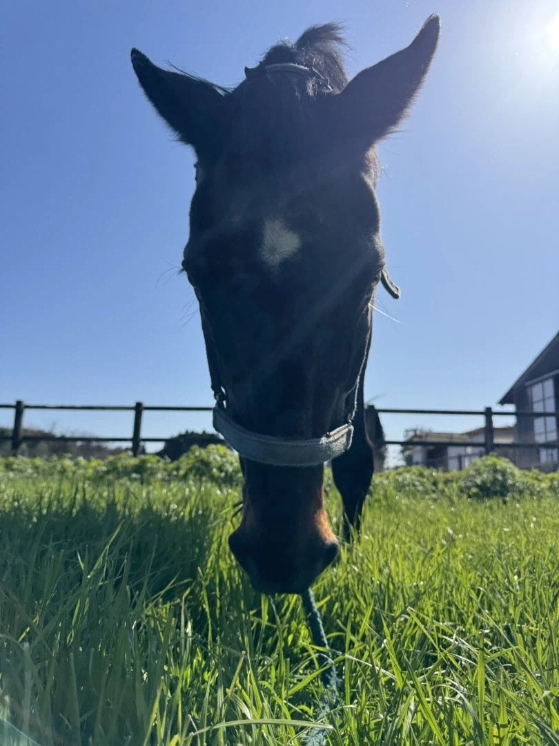 말딸)원본) 츠요시 오늘자 근황_3.webp