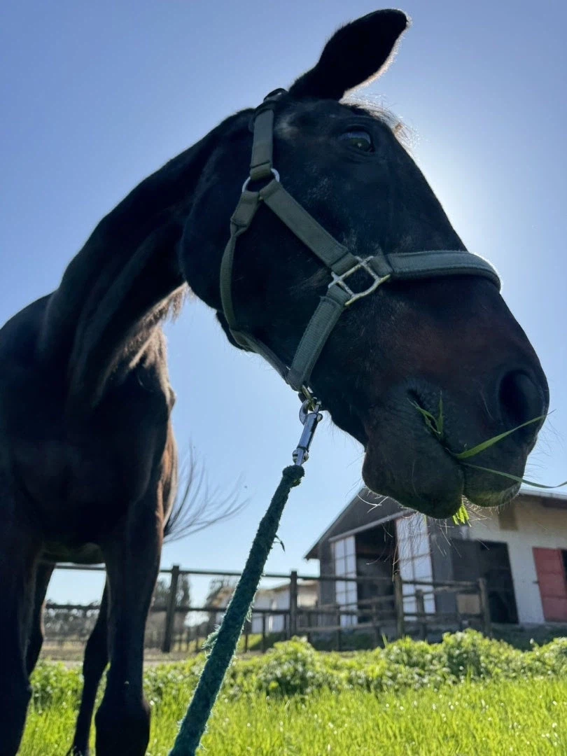 말딸)원본) 츠요시 오늘자 근황_4.webp