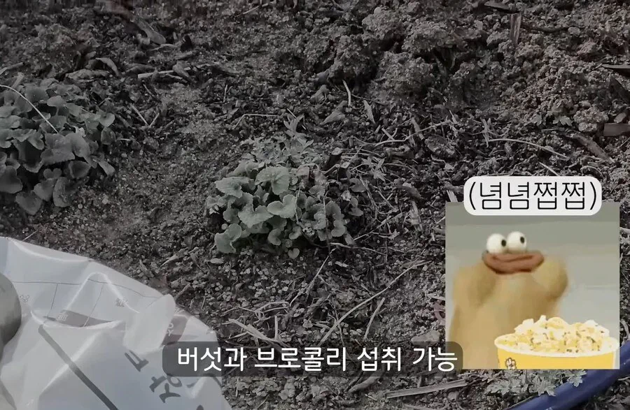 30대에 가능한 자랑.jpg_6.webp