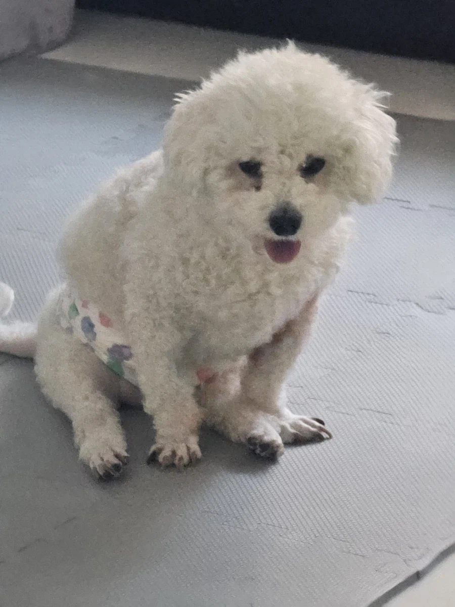 하반신마비와서 척추수술한 우리댕 회복과정_2.webp