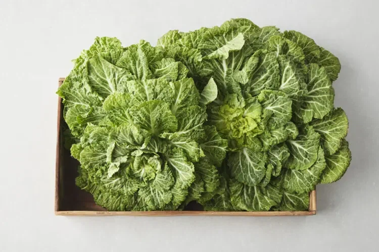 원조 봄동비빔밥으로 피터지게 싸우는 사람이 많았나봐_2.webp