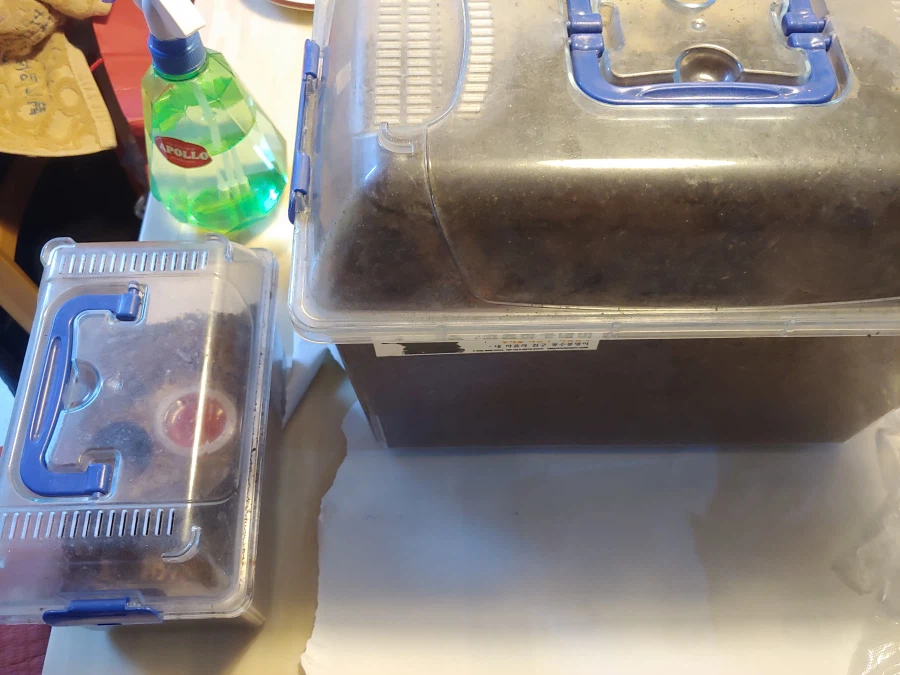 애사슴벌레 생명력 장난 아니네_4.webp