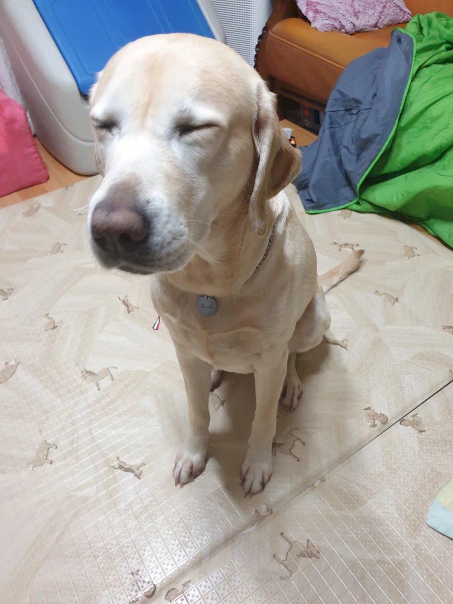 야밤에 강아지 자랑._9.webp