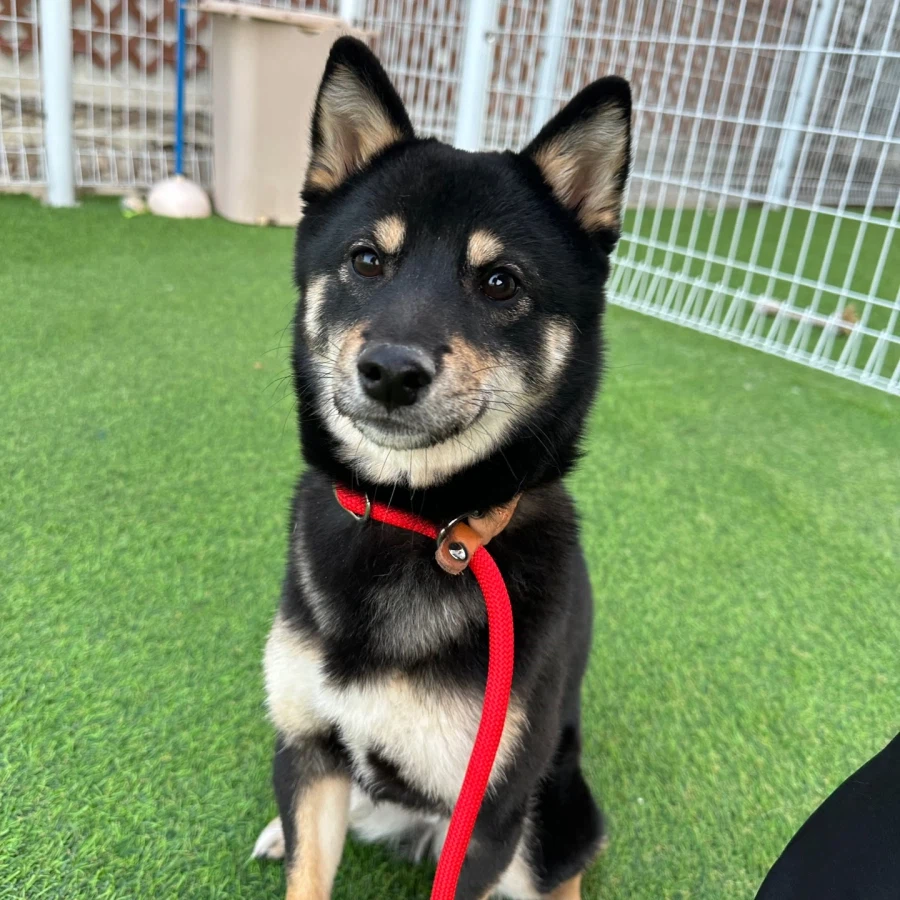 울집 뎅뎅이랑 블랙탄 시바견이랑 비교_1.webp