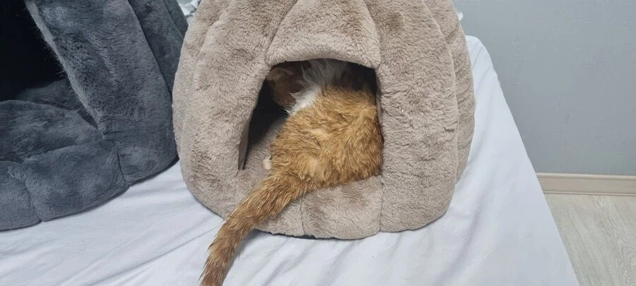 어떤 유게이의 구안와사 걸렸던 고양이_12.webp