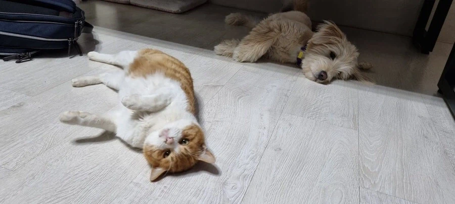 어떤 유게이의 구안와사 걸렸던 고양이_13.webp