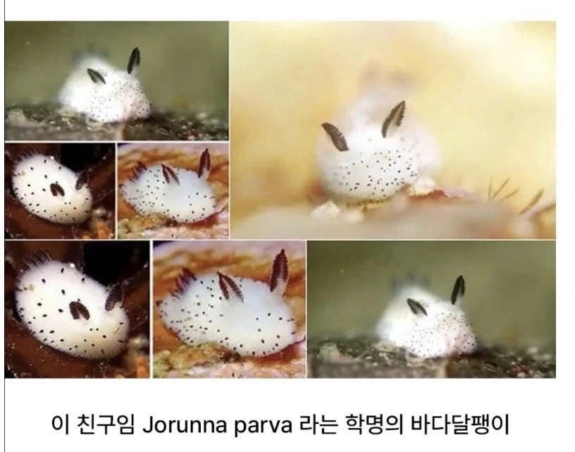 의외로 토끼가 아니라 달팽이인 것_2.webp