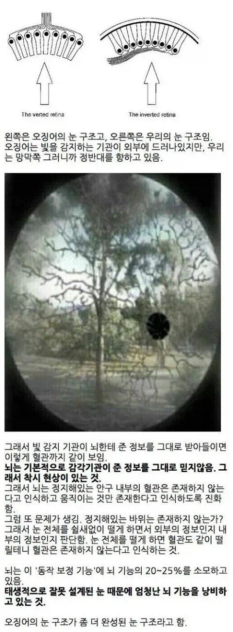 오징어 눈과 사람의 눈_1.webp