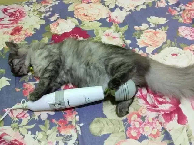 이게 베글가도 유게 멀쩡함_1.webp