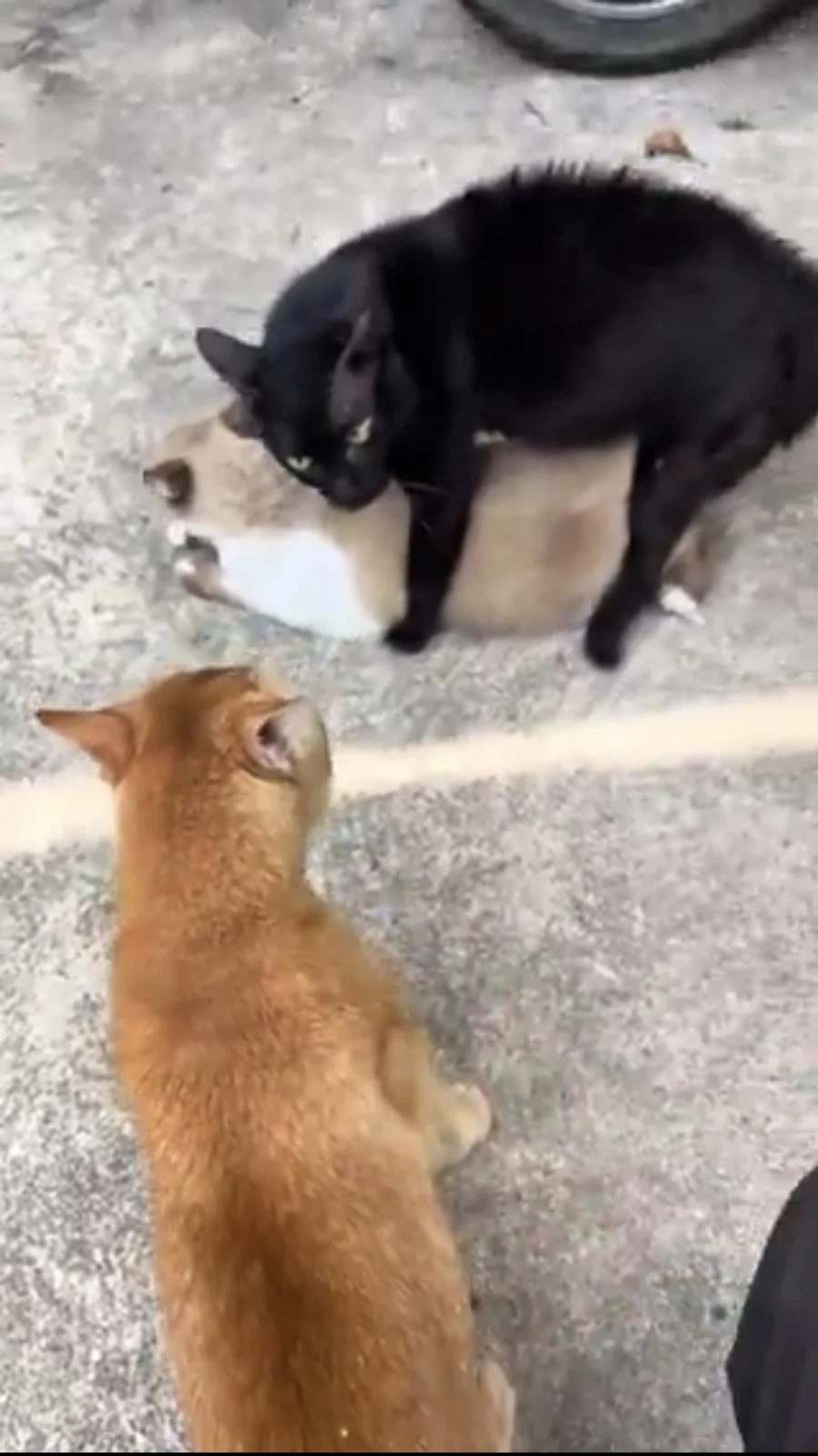 바람피는 부인을 발견한 남편_1.webp