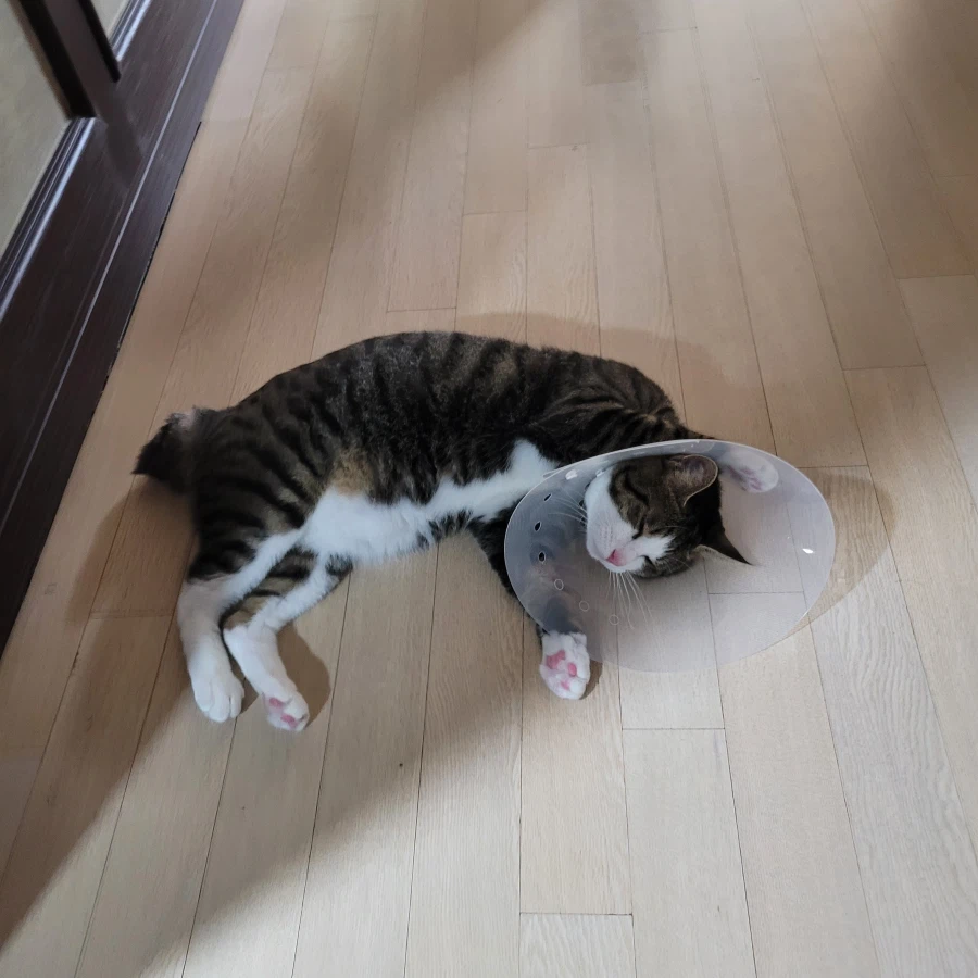 고양이 키우면서 제일 당황했던 순간..._1.webp