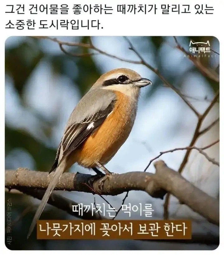 한국 산속 괴담) 나무에 꽂혀있는 무언가를 봐도 놀라지마세요_2.webp