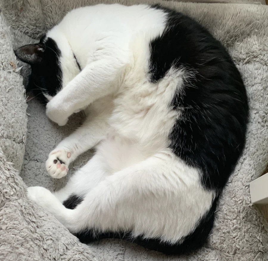 우리집 고양이가 귀여운 이유_4.webp