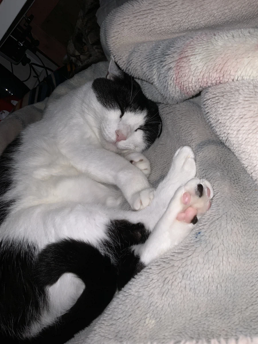 우리집 고양이가 귀여운 이유_6.webp