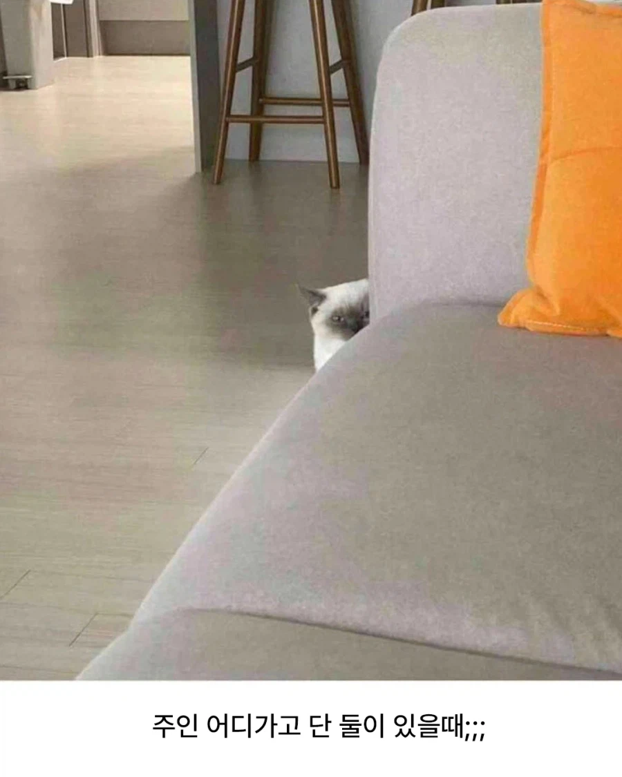 자꾸 나를 감시하는 친구집 냥이_2.webp