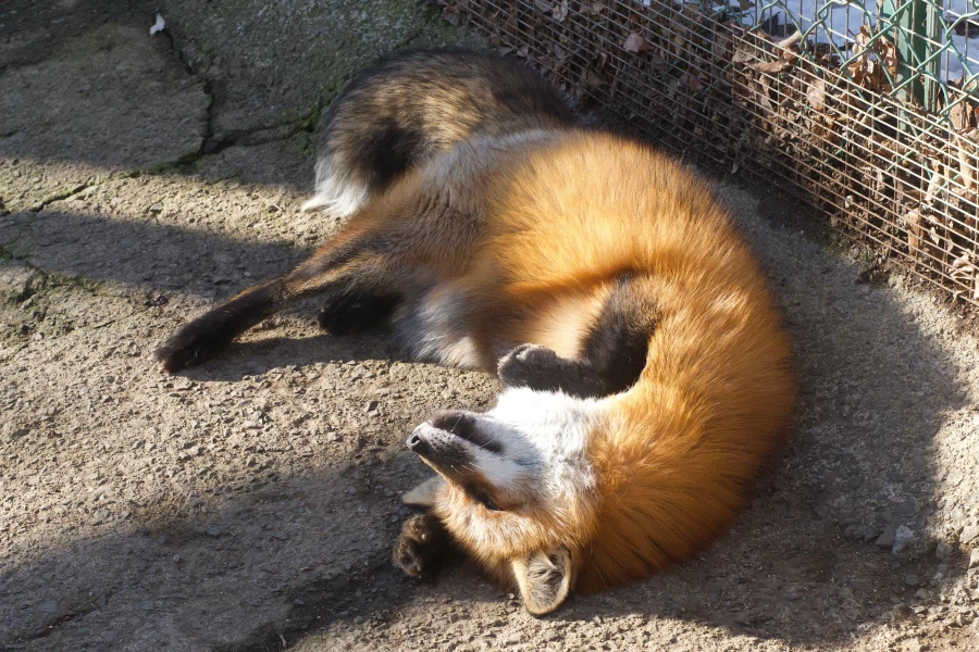 너희, 아직도 여우를 좋아하지 않는거냐?_3.webp