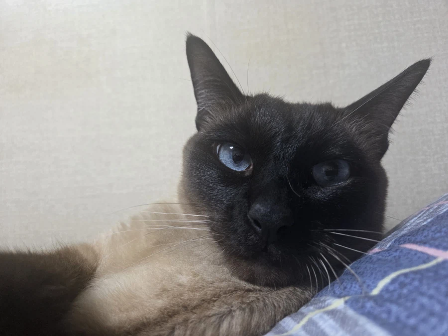 그런데 다른집 고양이도 여자좋아! 남자싫어! 함?_1.webp