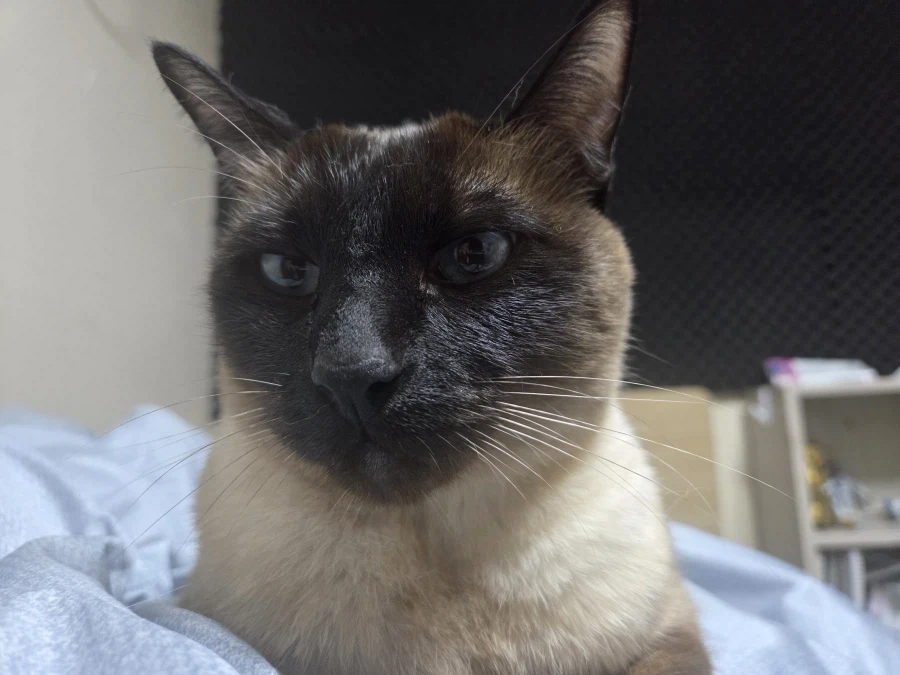 그런데 다른집 고양이도 여자좋아! 남자싫어! 함?_2.webp