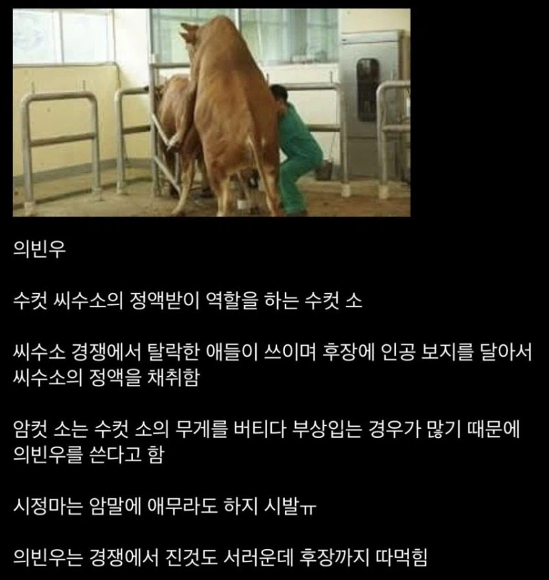 수컷 경쟁에서 밀려서 후1장을 따1먹히는 의빈우.jpg_1.webp