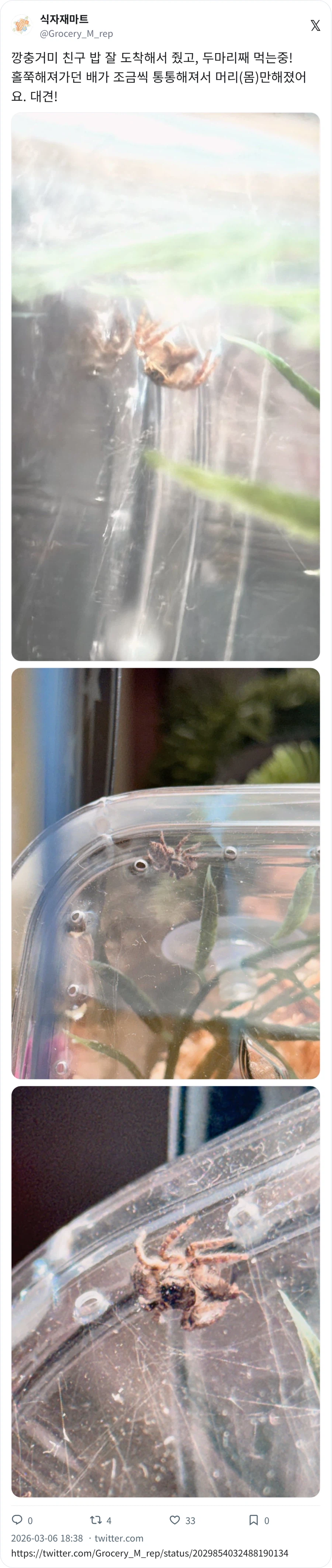 깡총거미 배 통통_1.webp