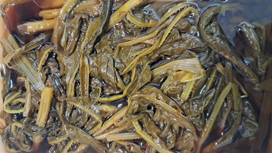 가시상추 한국 적응기_8.webp