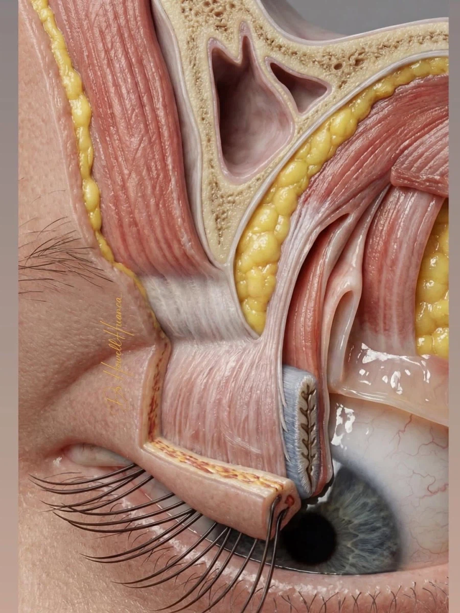 눈꺼풀 구조_1.webp