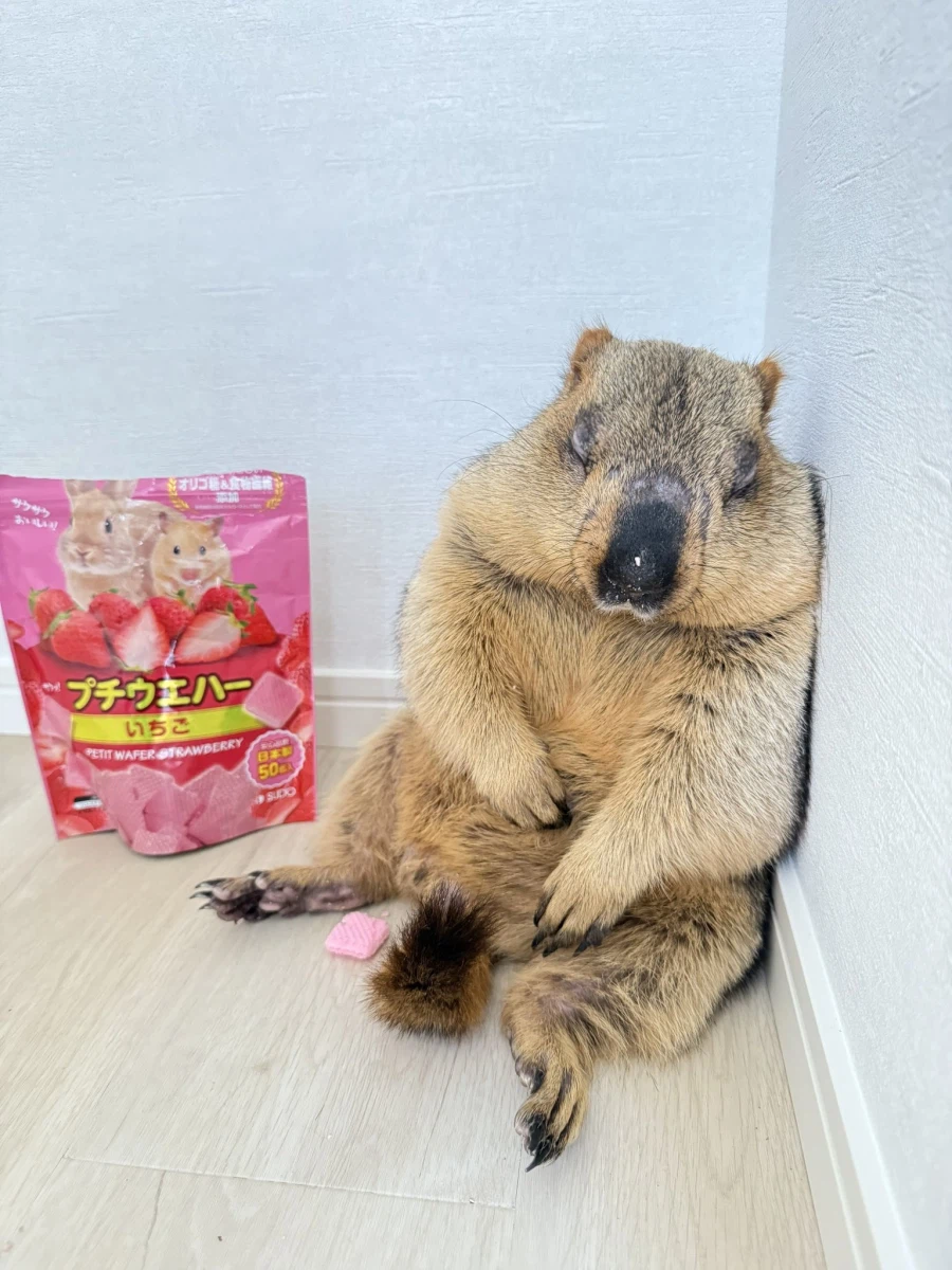 살을 찌던 빼던 결과 값이 이상한거 같다_2.webp