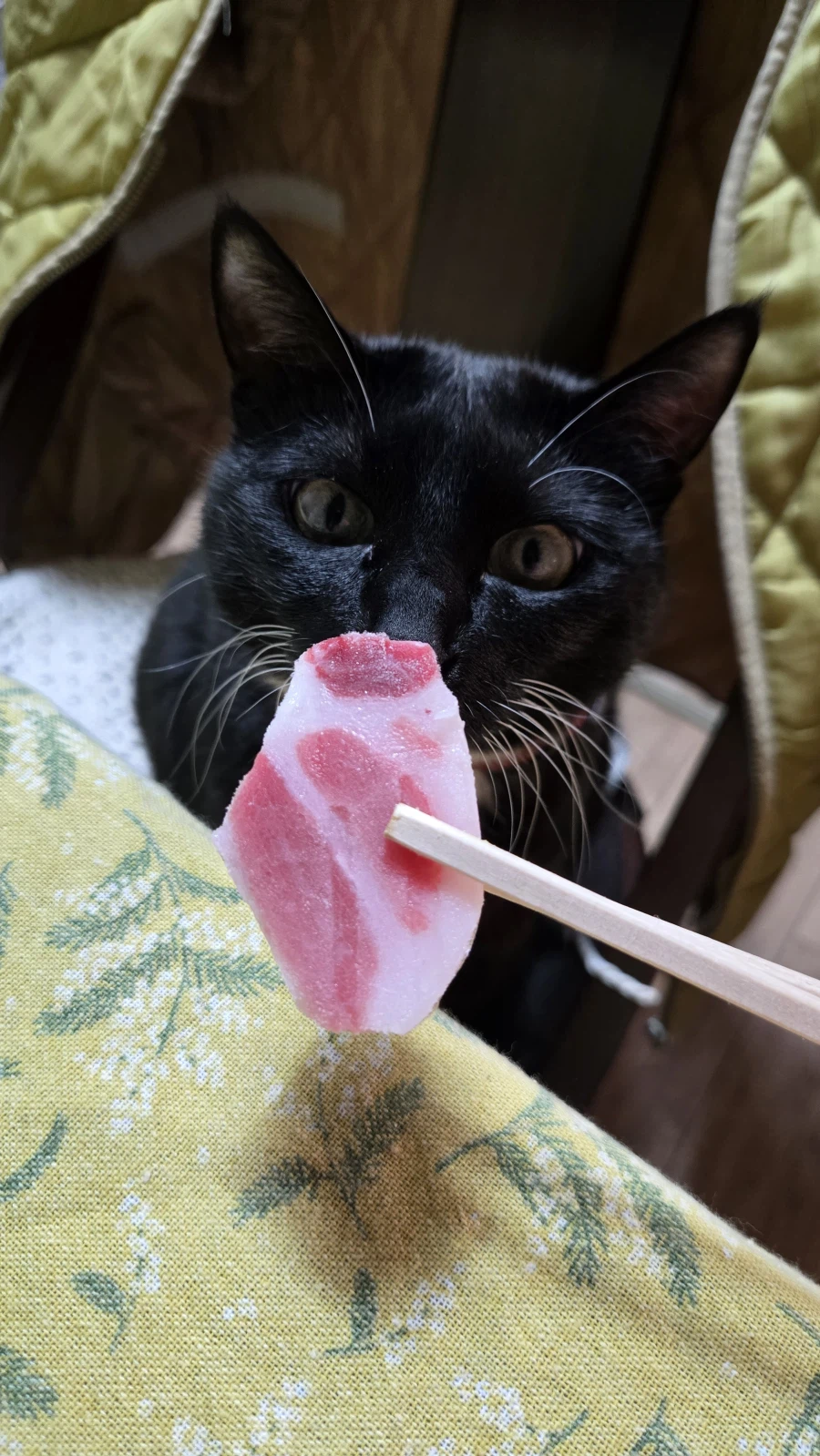 야옹이랑 먹는 참치회_7.webp