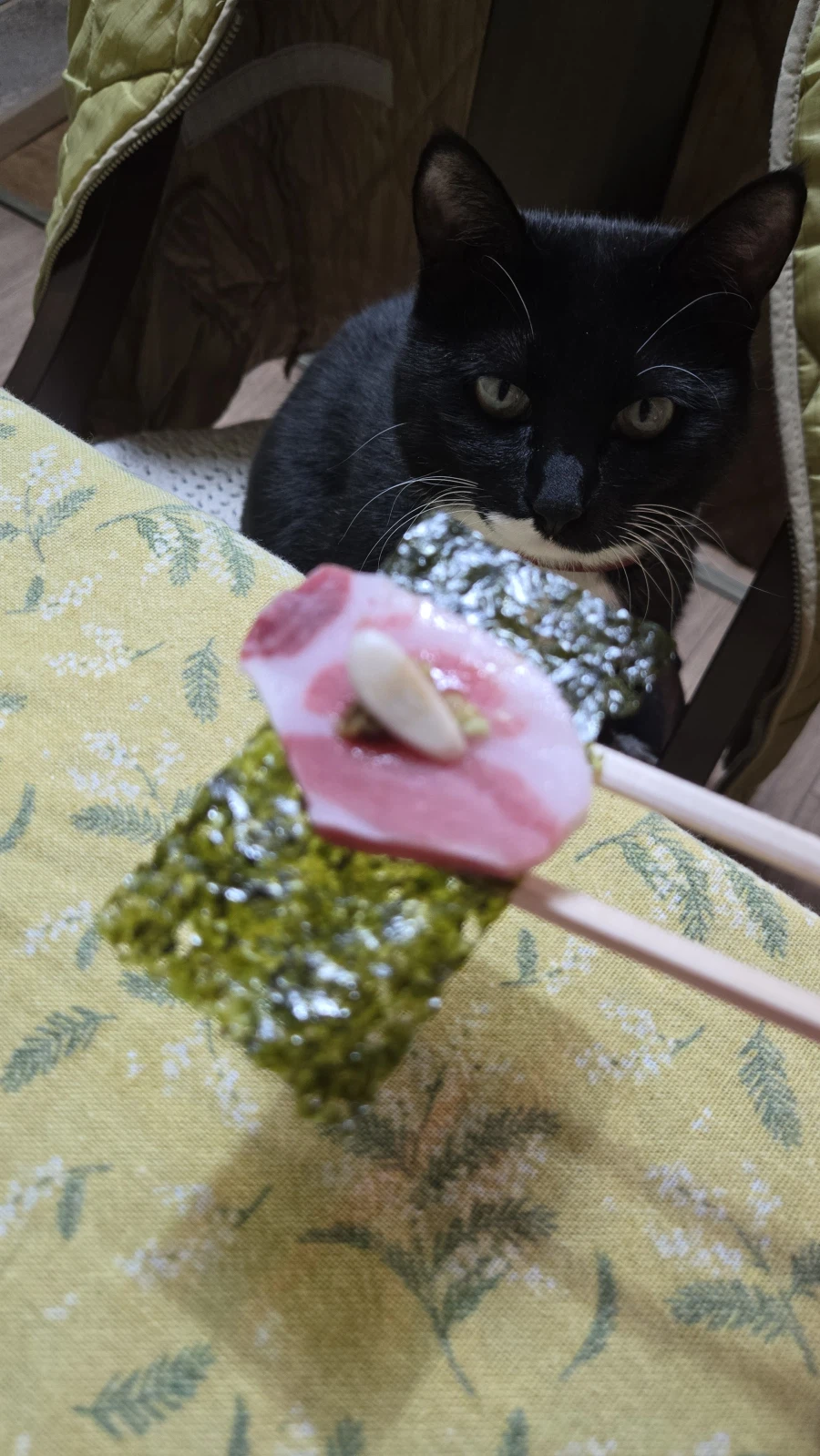 야옹이랑 먹는 참치회_8.webp