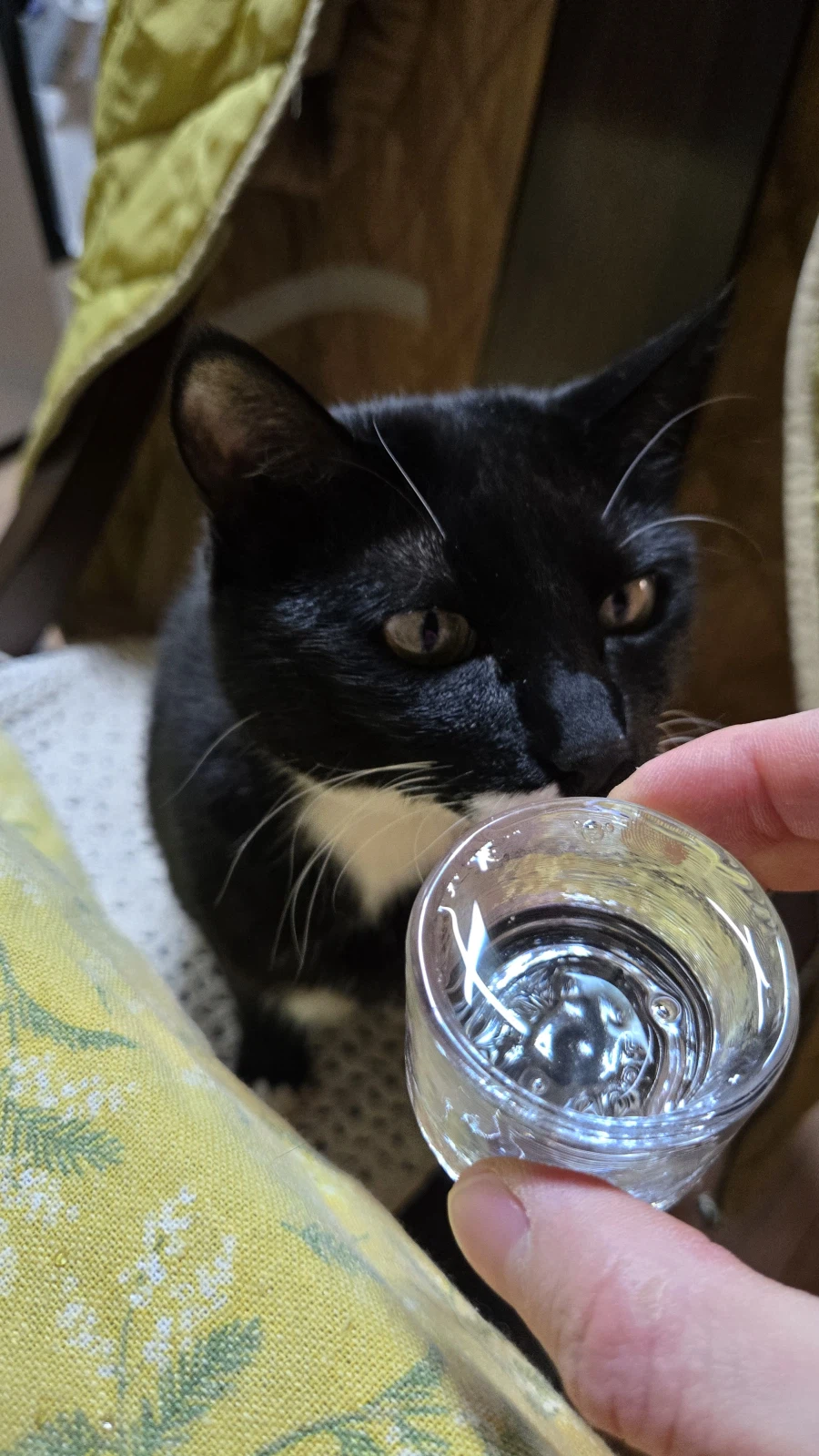 야옹이랑 먹는 참치회_12.webp