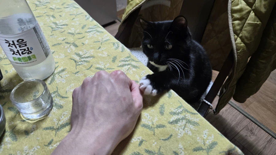 야옹이랑 먹는 참치회_20.webp