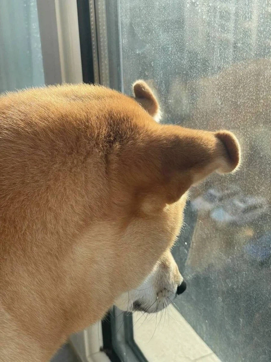 눌린 시바_1.webp