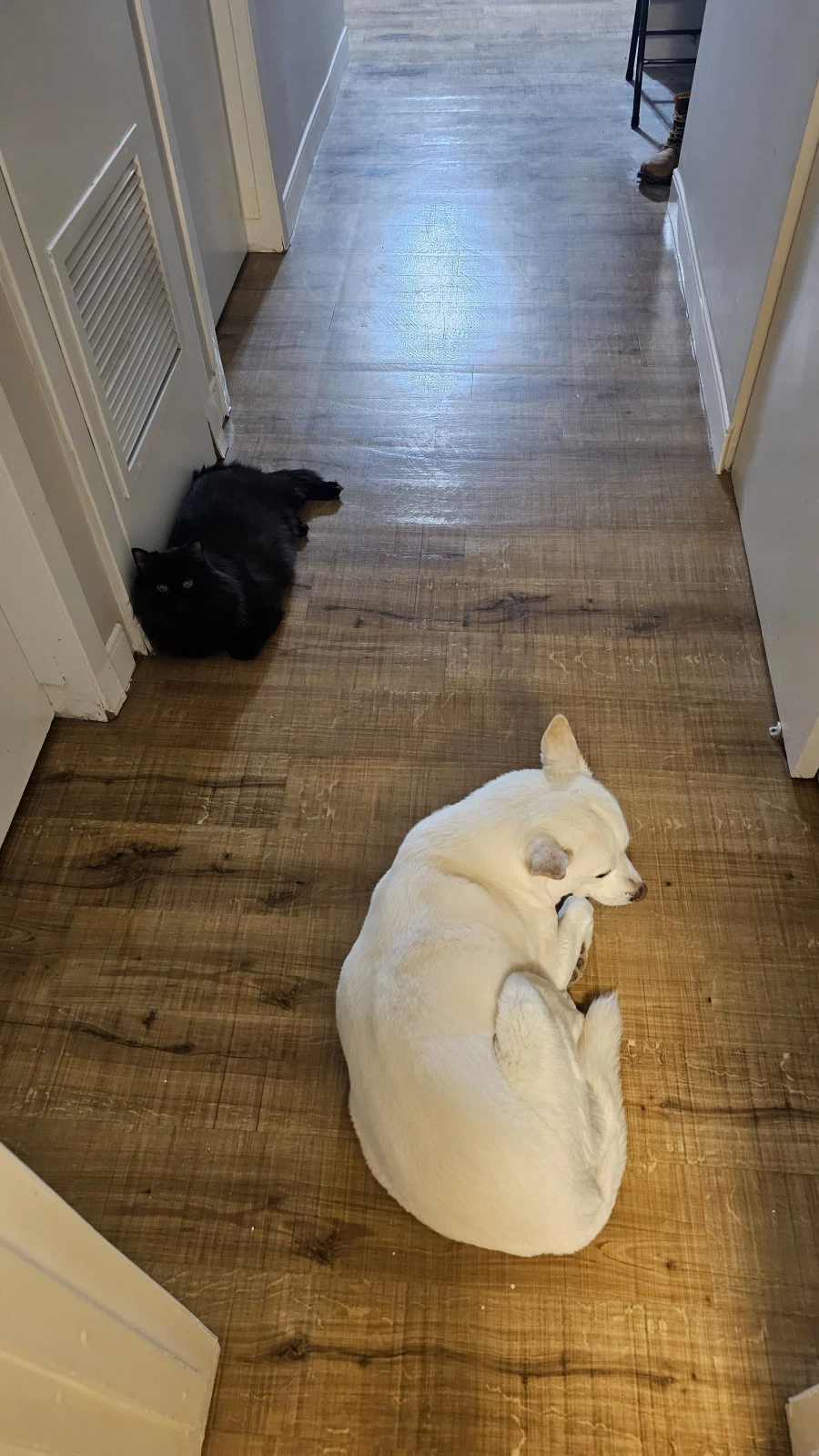 검은 고양이 웰씨_2.webp