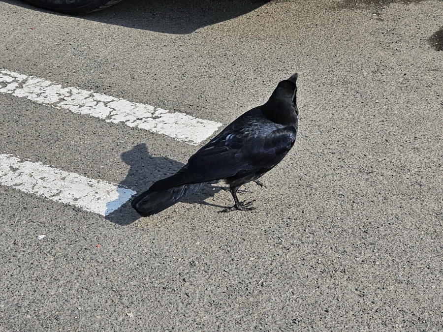 일본 까마귀 뭐냐_5.webp