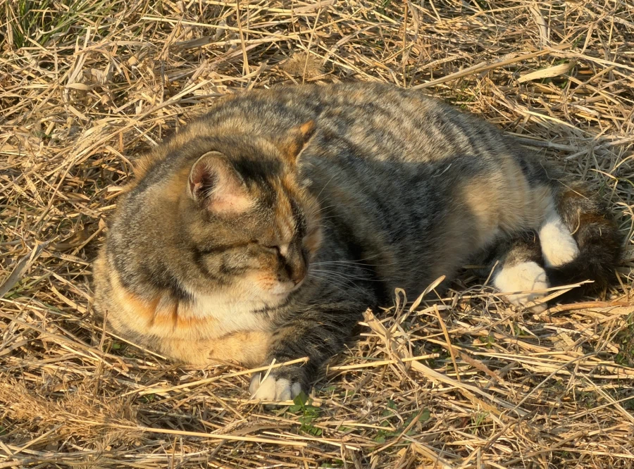 자전거]오늘 자전거 타고 돌아오는길에 맹수 만남_2.webp