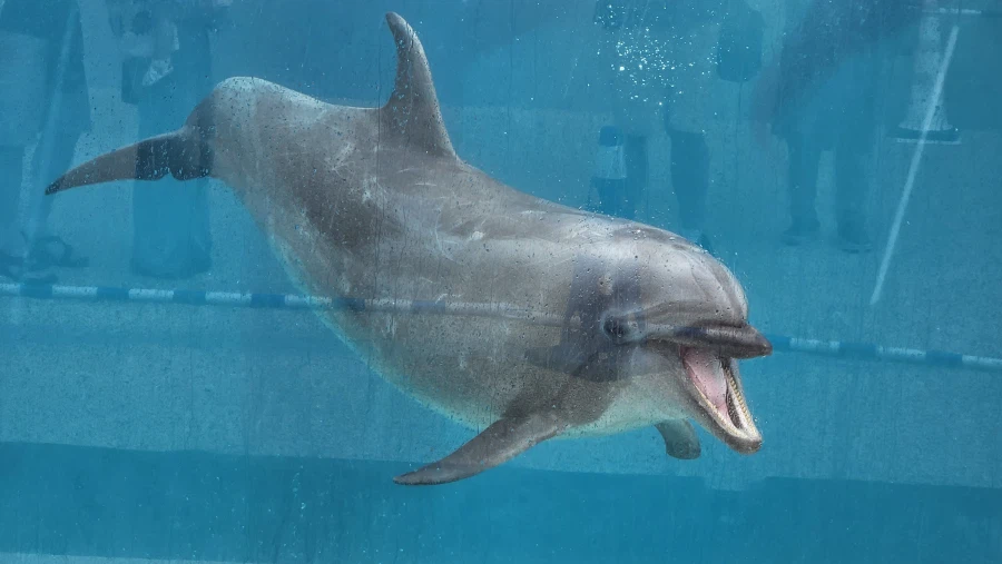 [일본]오키나와 동파육 라후테 / 회정식 외_5.webp